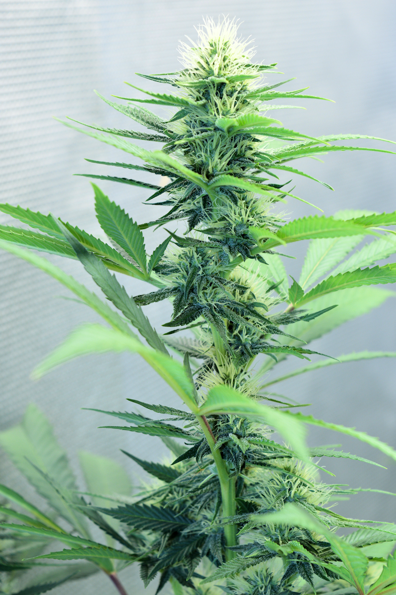True Killer Cannabis Clones Have Many Attributes