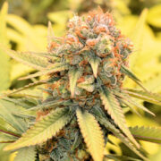 Killer Buds Using Just Living Cannabis Water