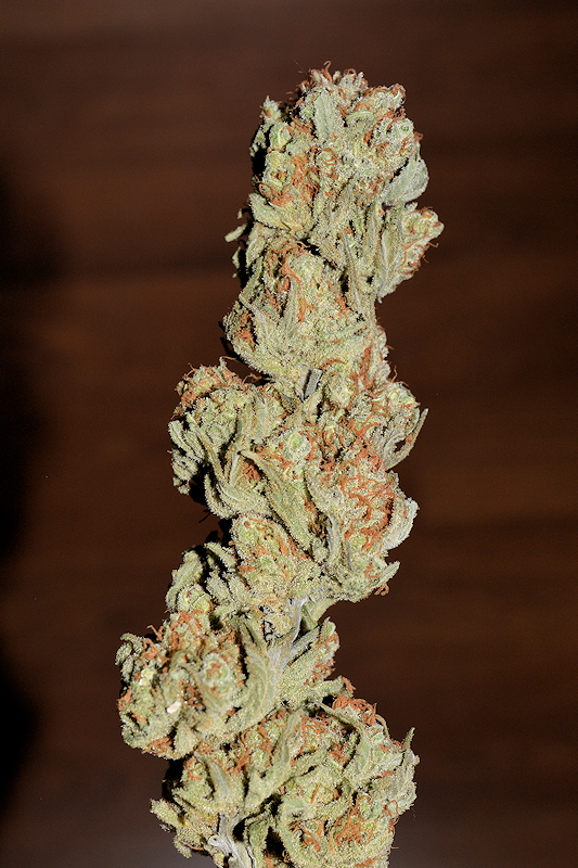 Living Cannabis Water Used on Highly Exotic Cannabis is Stunning