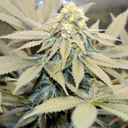 Moonshine Skunk Getting Her Gooey On