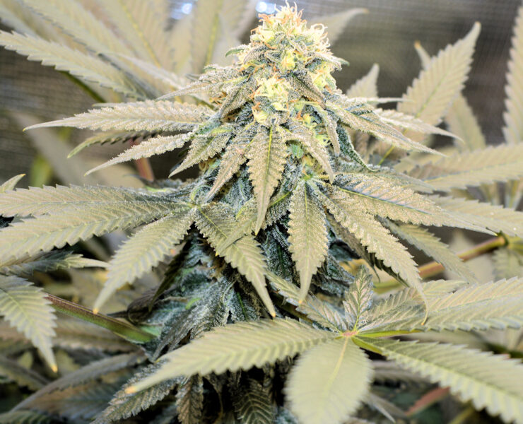 Moonshine Skunk Getting Her Gooey On