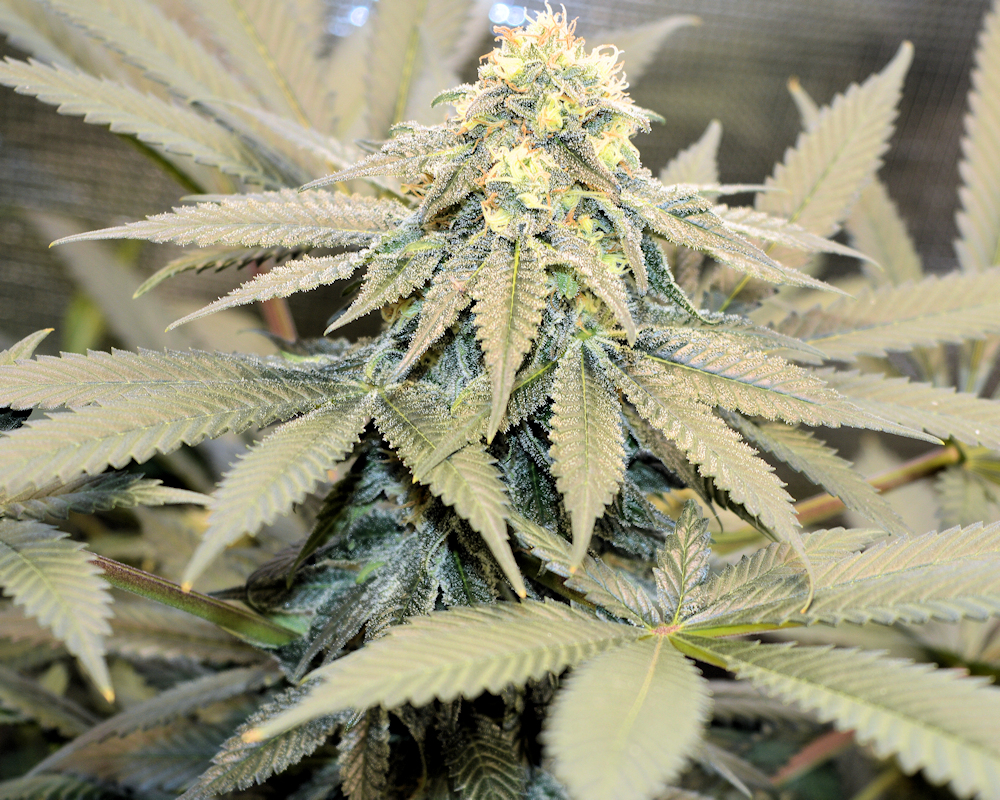 Moonshine Skunk Getting Her Gooey On