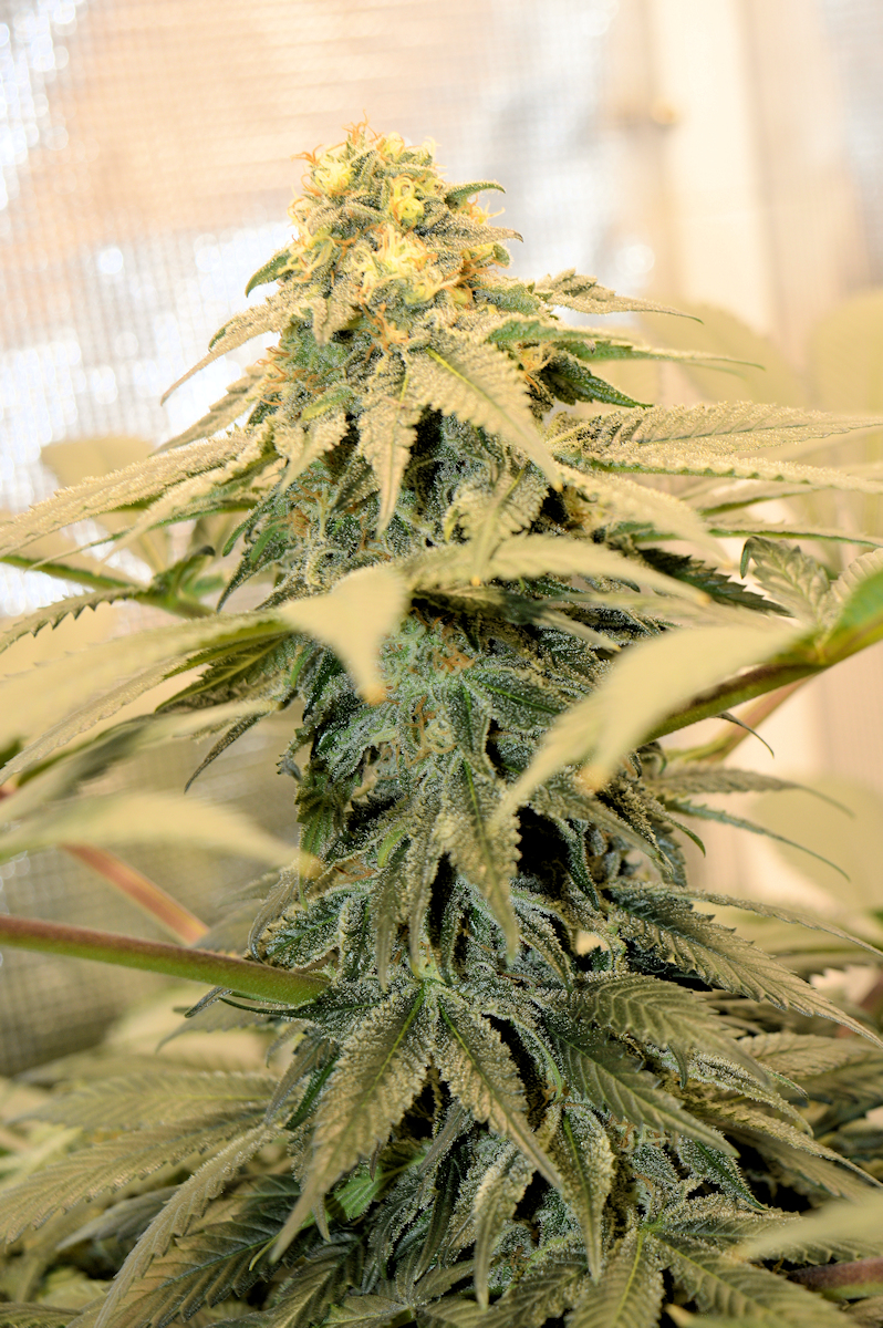 Moonshine Skunk is a Serious Ass Kicker