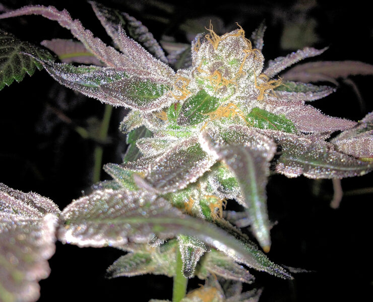 Platinum Cookies