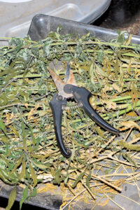 A Heavy-Duty Pruner Makes Quick Work Chopping Up Cannabis Plants Stems and All