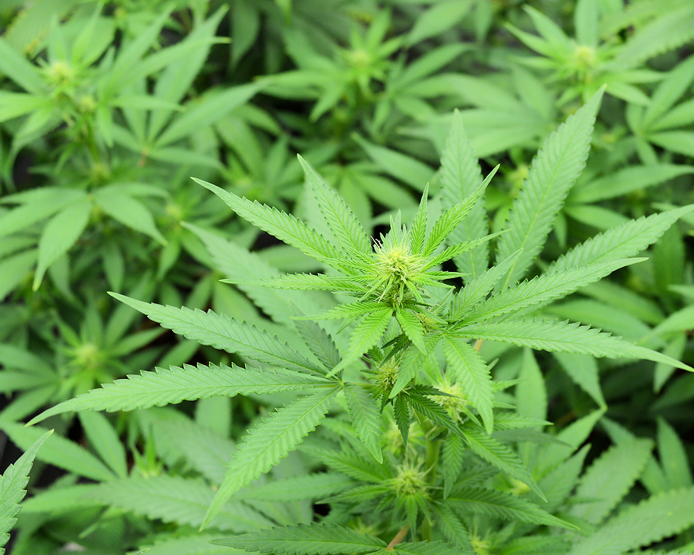 Cannabis Friendly Compost Grows Very Happy Plants