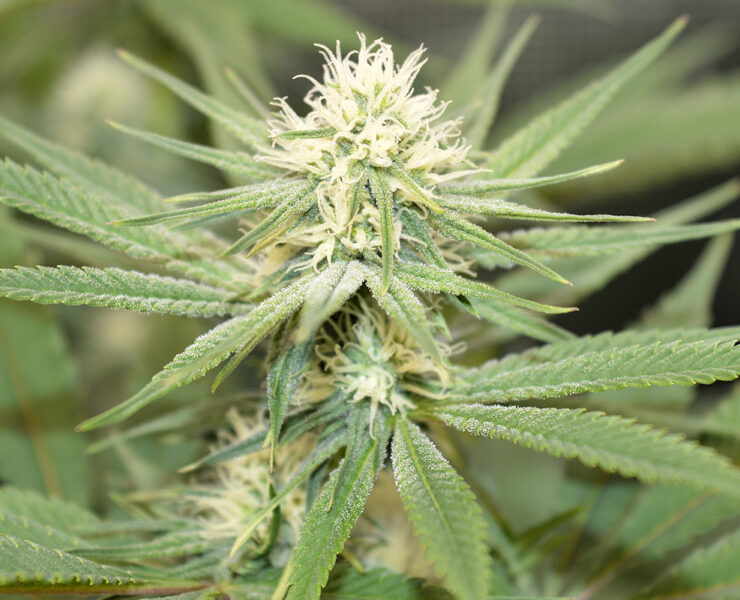 Grow Advice from The Rev