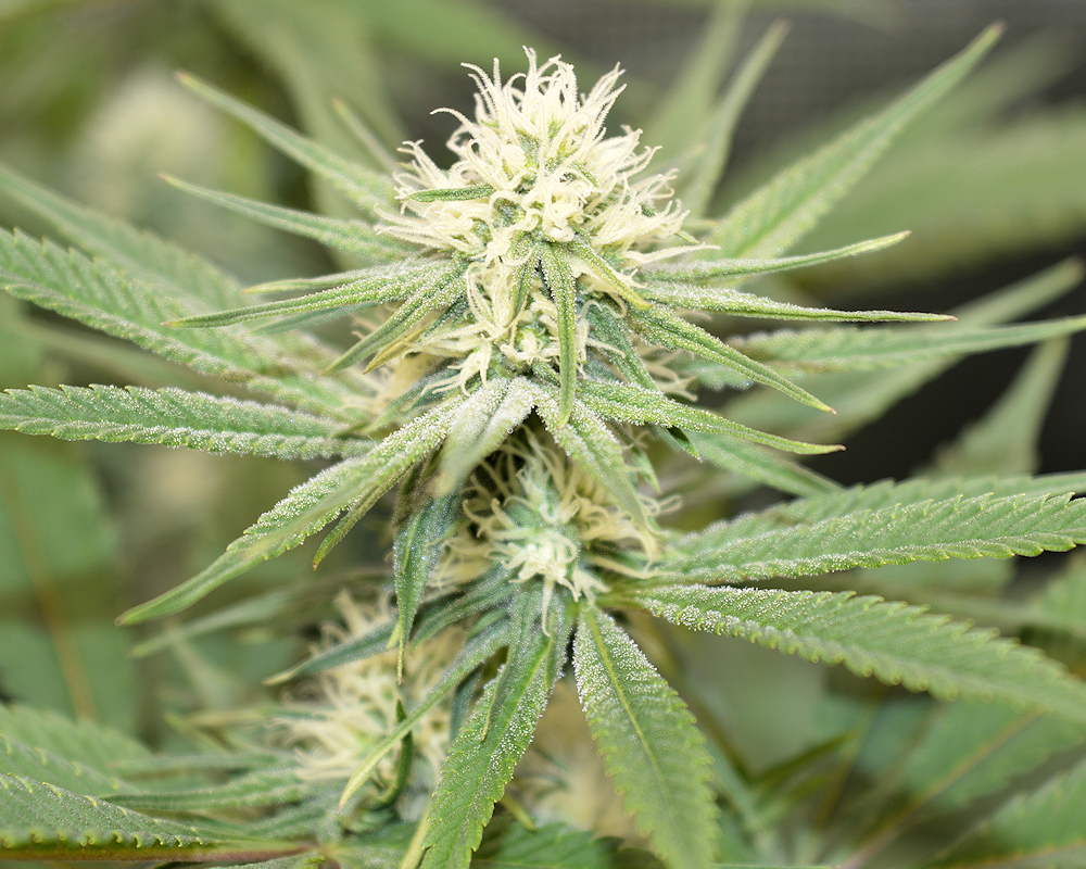 Grow Advice from The Rev