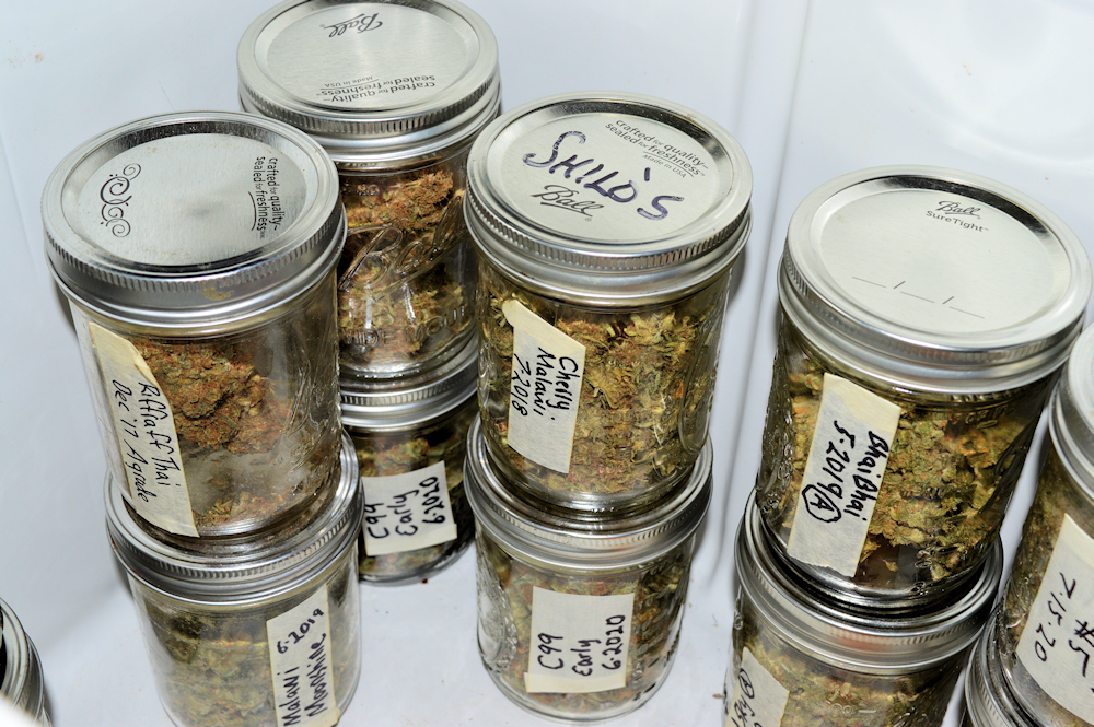 Growing Tip - Smaller Jars Works Best