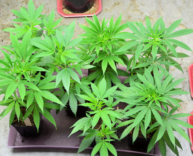 Growing Tips Ah La Rev