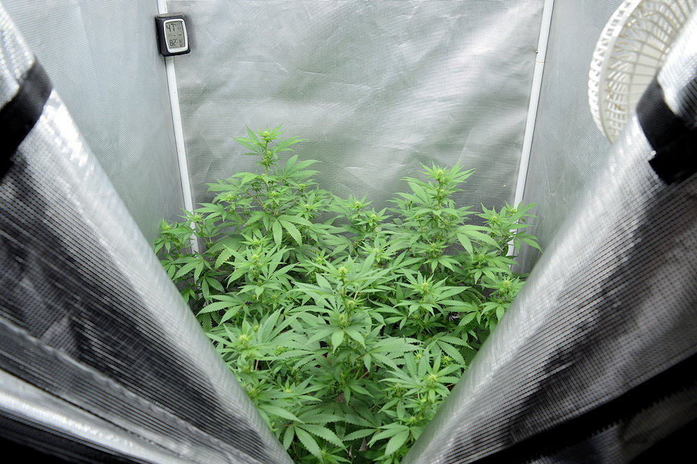 Plants Grown Using Just Compost and Soil and Good Water Will Blow Your Mind