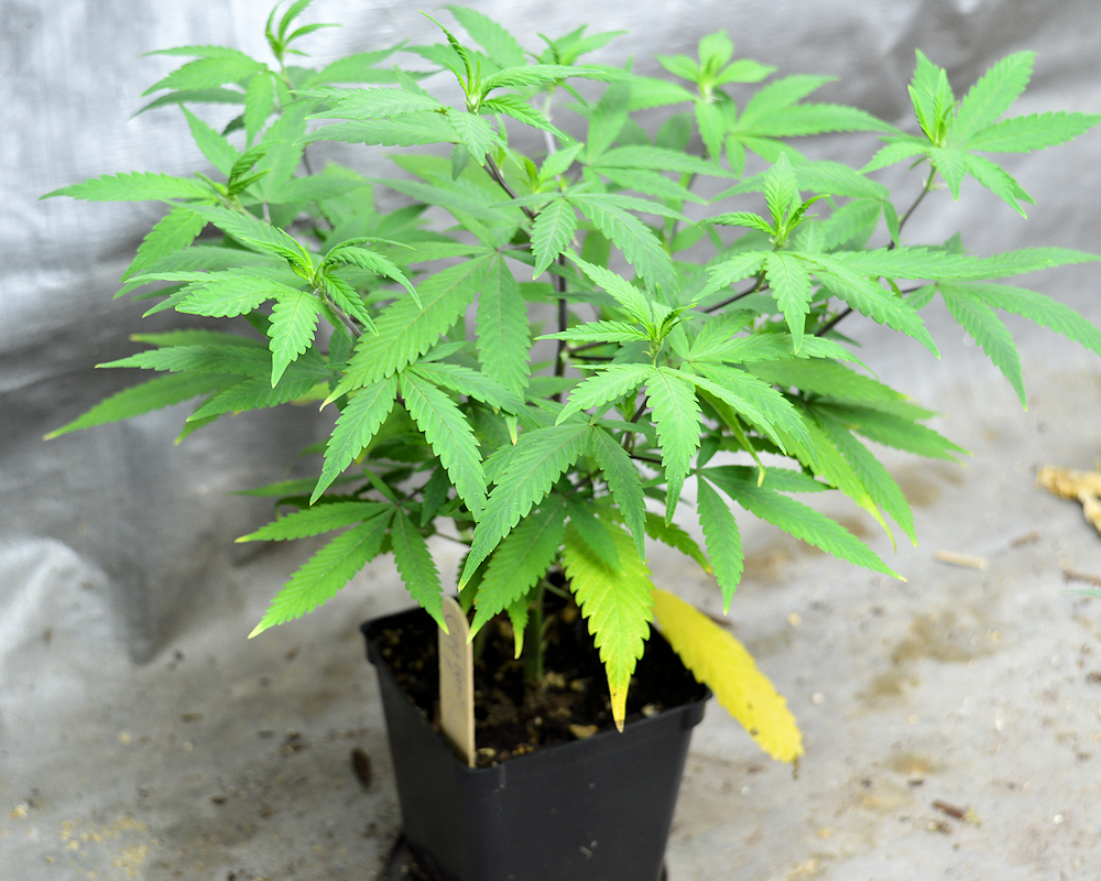 Yellowing Leaves – Rev’s Grow Advice is Top Dress