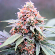 Beautiful Candyman Haze Bud