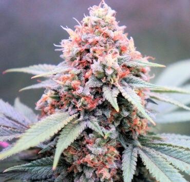 Beautiful Candyman Haze Bud