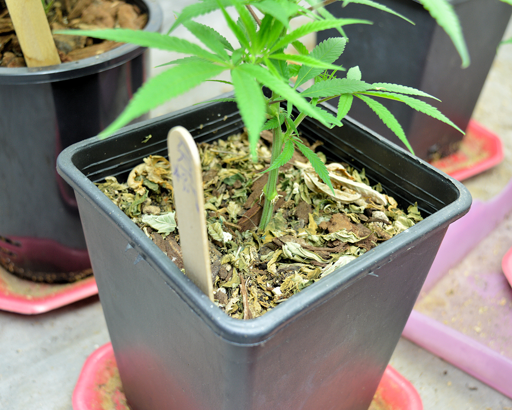 Chopped Up Cannabis Plants Make Heavenly Mulch for Growing Cannabis Plants