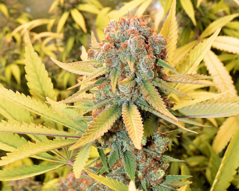 Clones or Seeds to Start
