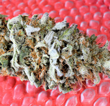 Pineapple PSI Dried Bud