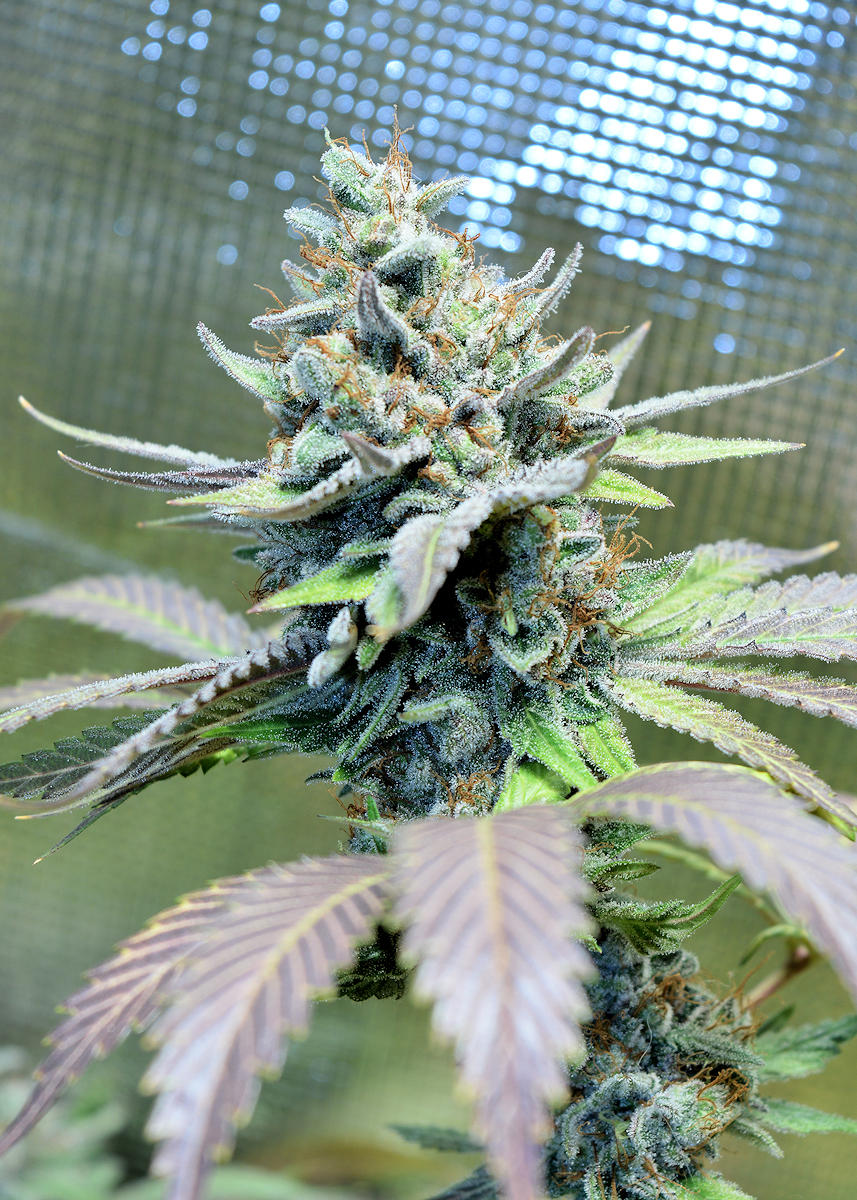 Pineapple PSI Juicy and Stinky