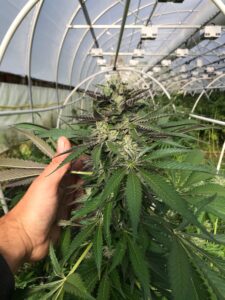 cannabis