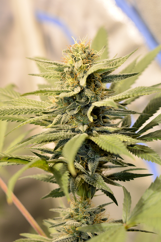 A Fast Flowering Sativa Dominant Cinderella 99