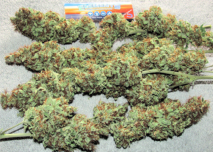 Dark Dragon Buds Stinking Up the Place