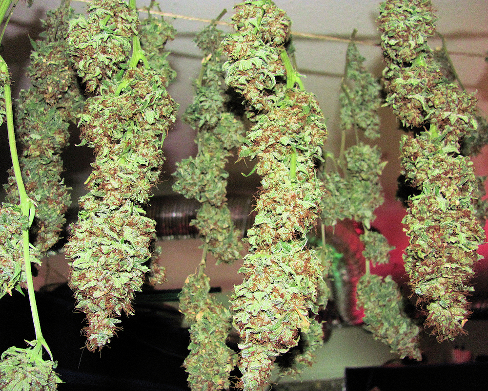 Dark Dragon Hanging Buds