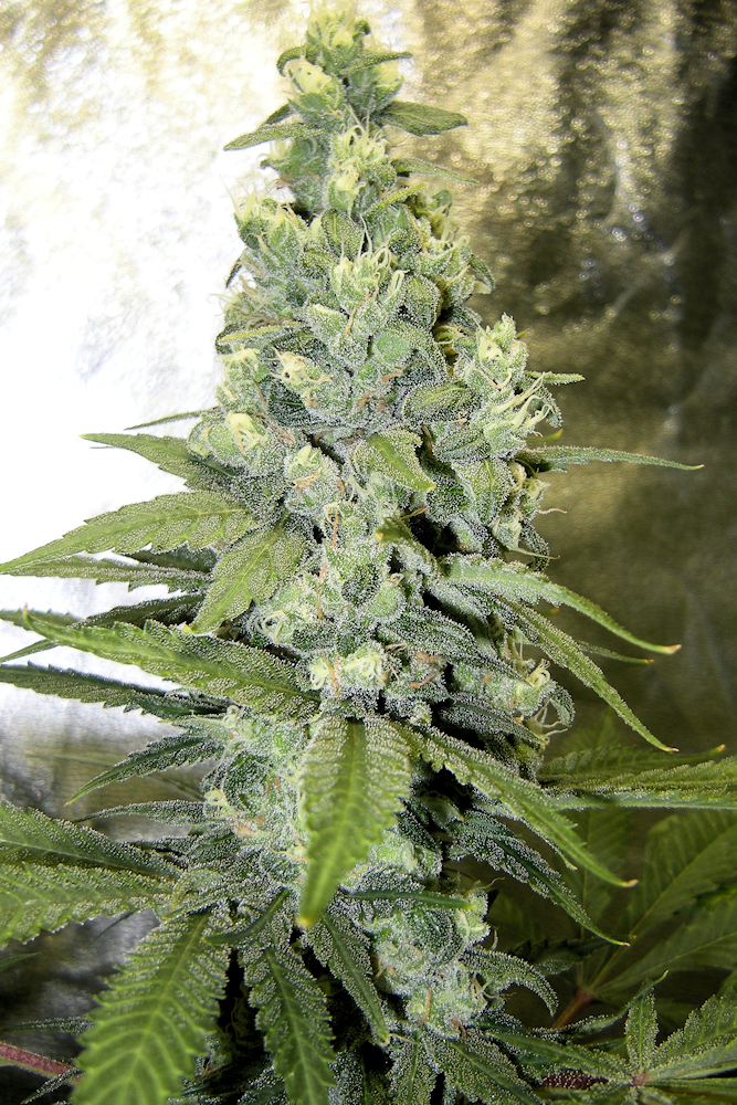 Growing Highly Exotic Sativa Dominants Well Looks Like This