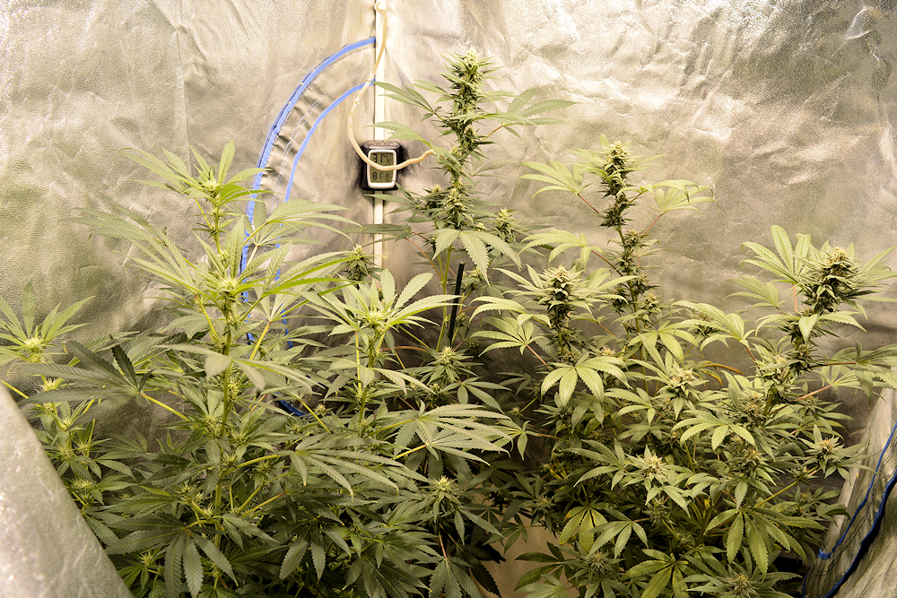 Growing Sativas Well Using a Perpetual Flowering Tent
