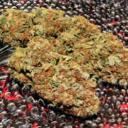 Growing Sativas Well is Extremely Rewarding