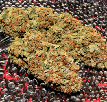 Growing Sativas Well is Extremely Rewarding
