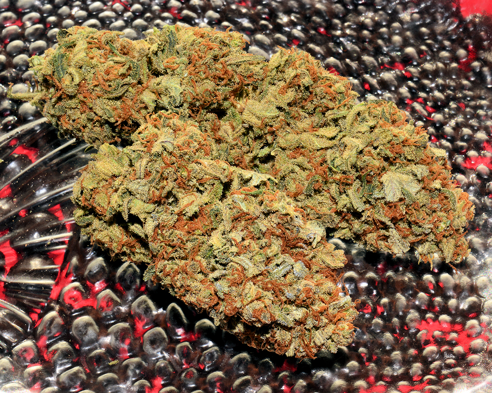 Growing Sativas Well is Extremely Rewarding