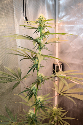 I Have Always Just Loved That Sexy Sativa Profile