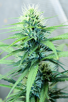 I Love Young Budlets They Just Radiate Happiness to Me