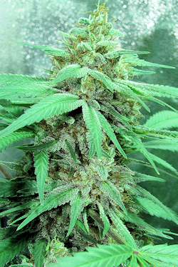 Spooky Good-Looking Dark Dragon Bud