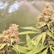 Zero Cannabis Plant Problems – We Love That