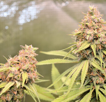 Zero Cannabis Plant Problems – We Love That