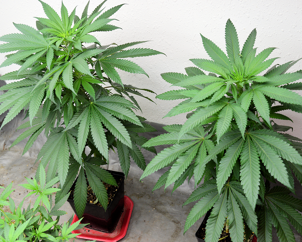 A Couple of Deep Chunk Plants