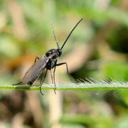 Fungus Gnat