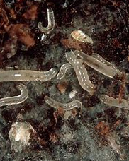 Fungus Gnat Larva