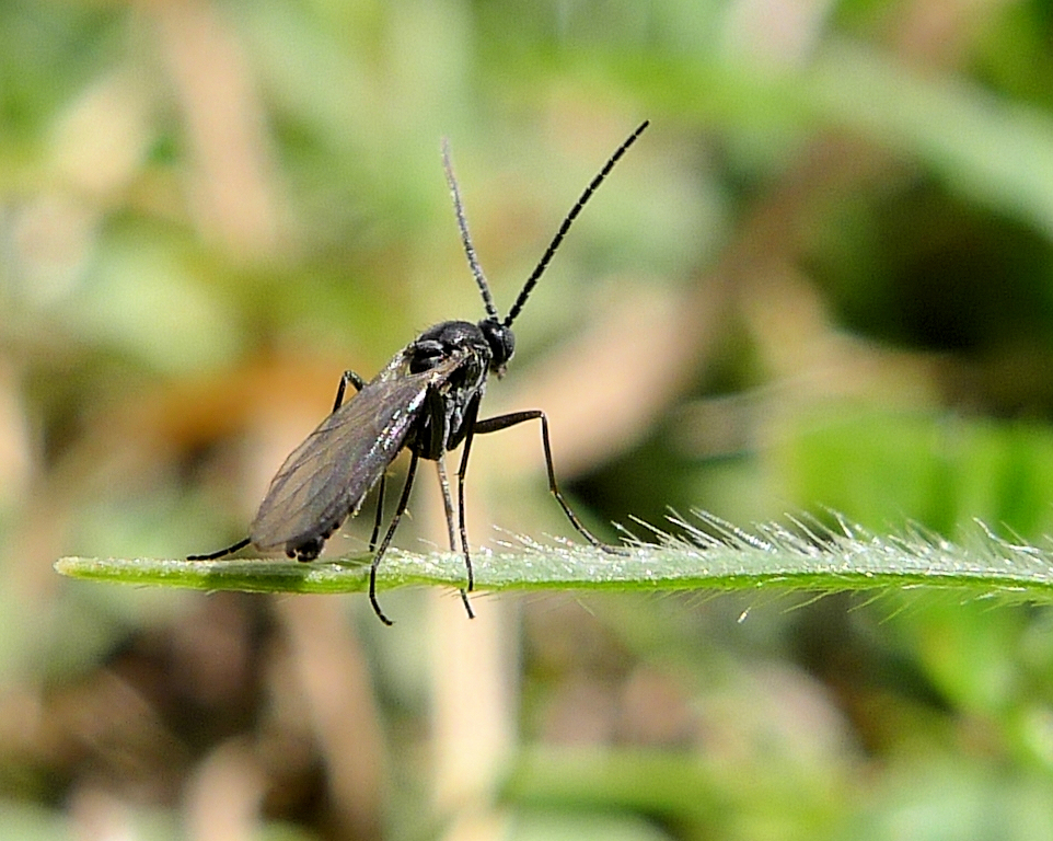 Fungus Gnat