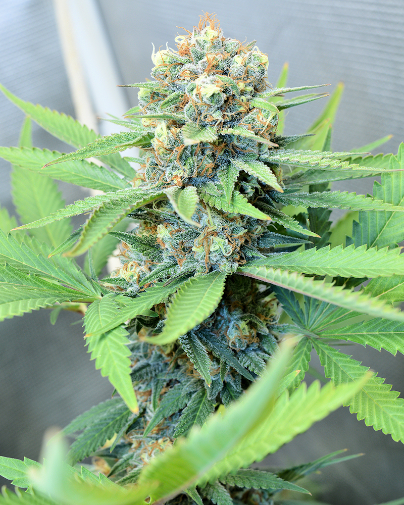 Nada Seed Germination Problems Allows You to Seek Highly Exotic Plants You Grow from Seeds