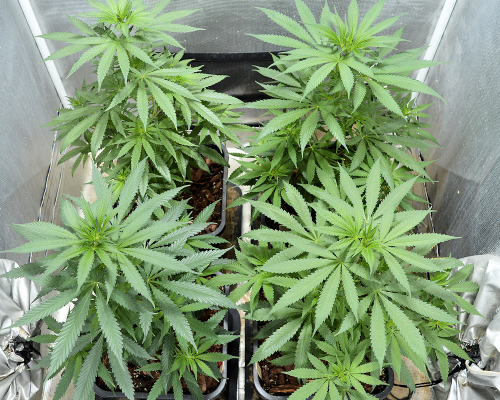 Super Happy Healthy Plants Result When eating For Better Compost