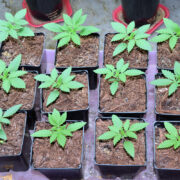 Zero Seed Germination Problems