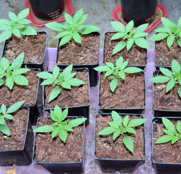 Zero Seed Germination Problems