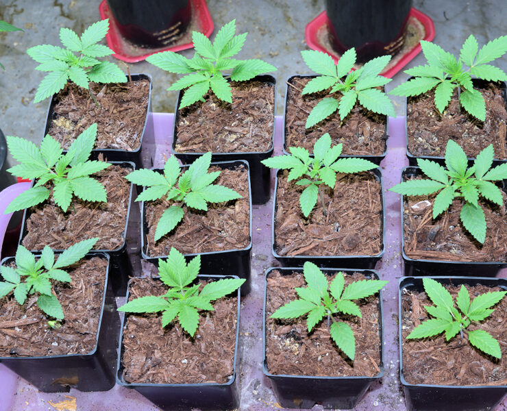 Zero Seed Germination Problems