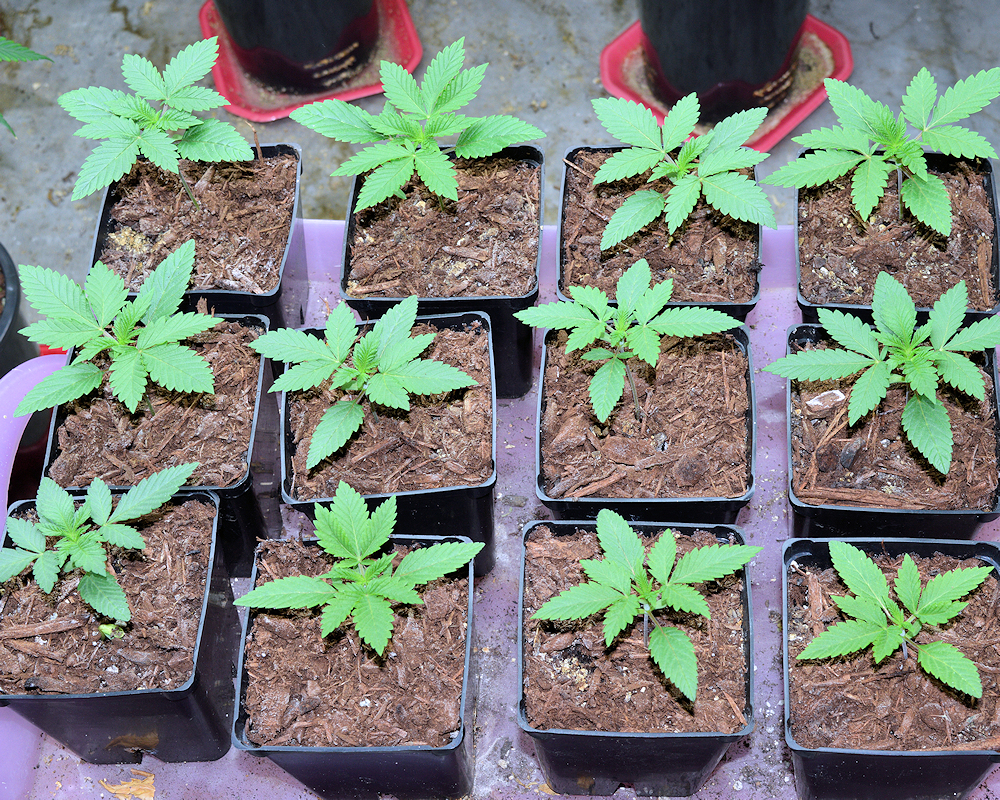 Zero Seed Germination Problems