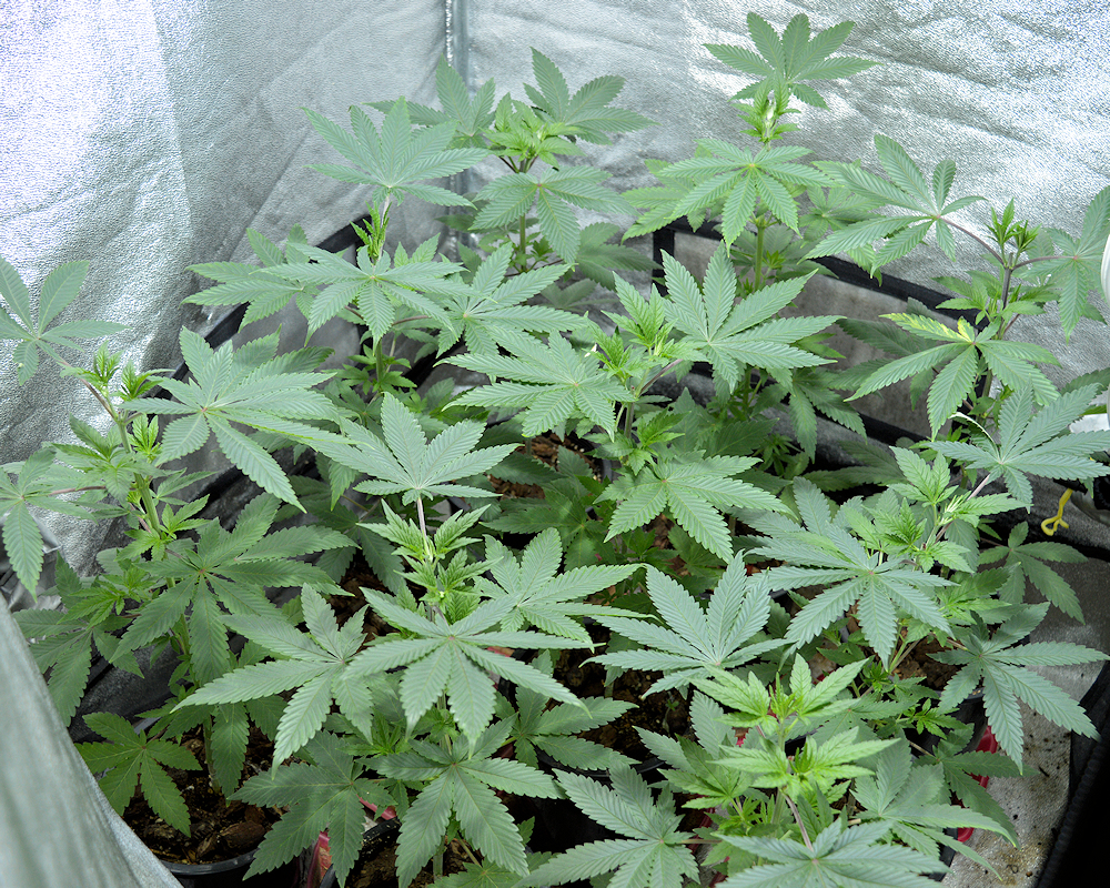 A Batch of 9 Plants Left After 12 Sprouted – Culled 3 and Topped Them