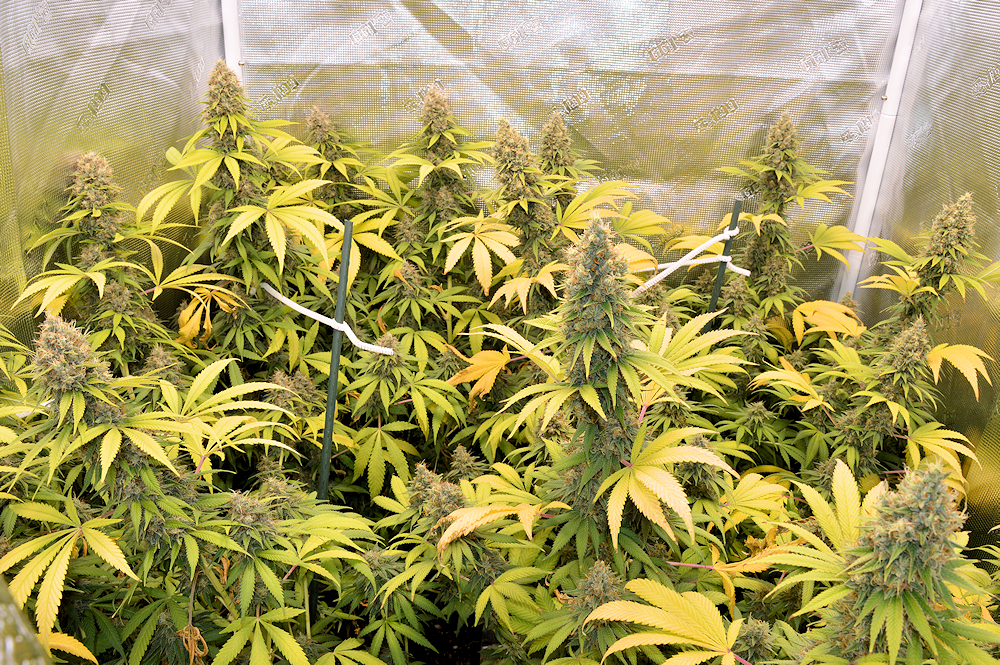 Buffering Your Soil with Dolomite Lime Makes Your Plants Uber Dank