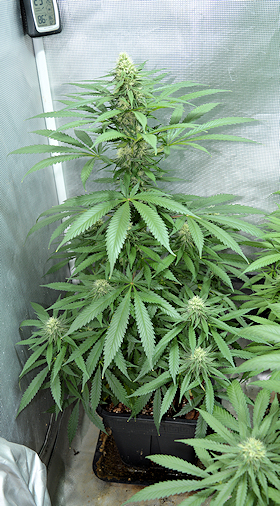 Flowering 3 Foot Plants in 3 Gallon Pots and Getting Great Yields