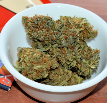 High Satisfaction from Selecting Cannabis Plants Well